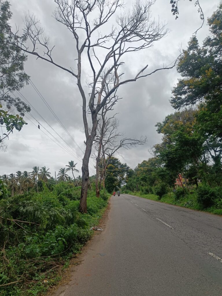 ರಸ್ತೆ ಬದಿಯ ಒಣಗಿದ ಮರಗಳನ್ನು ತೆರವುಗೊಳಿಸಿ