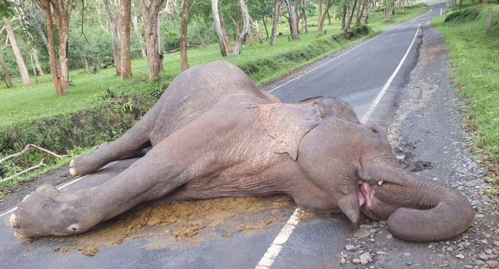ಮಧುಮಲೈ ಹುಲಿ ಅಭಯಾರಣ್ಯದಲ್ಲಿ ಆನೆ ಸಾವು; ಹಲವು ಅನುಮಾನ..!